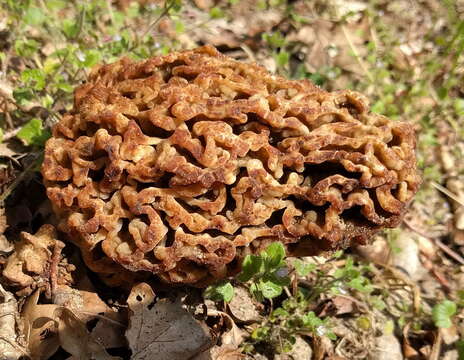 Image of Morchella vulgaris