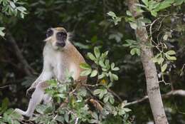 Image of Green Monkey