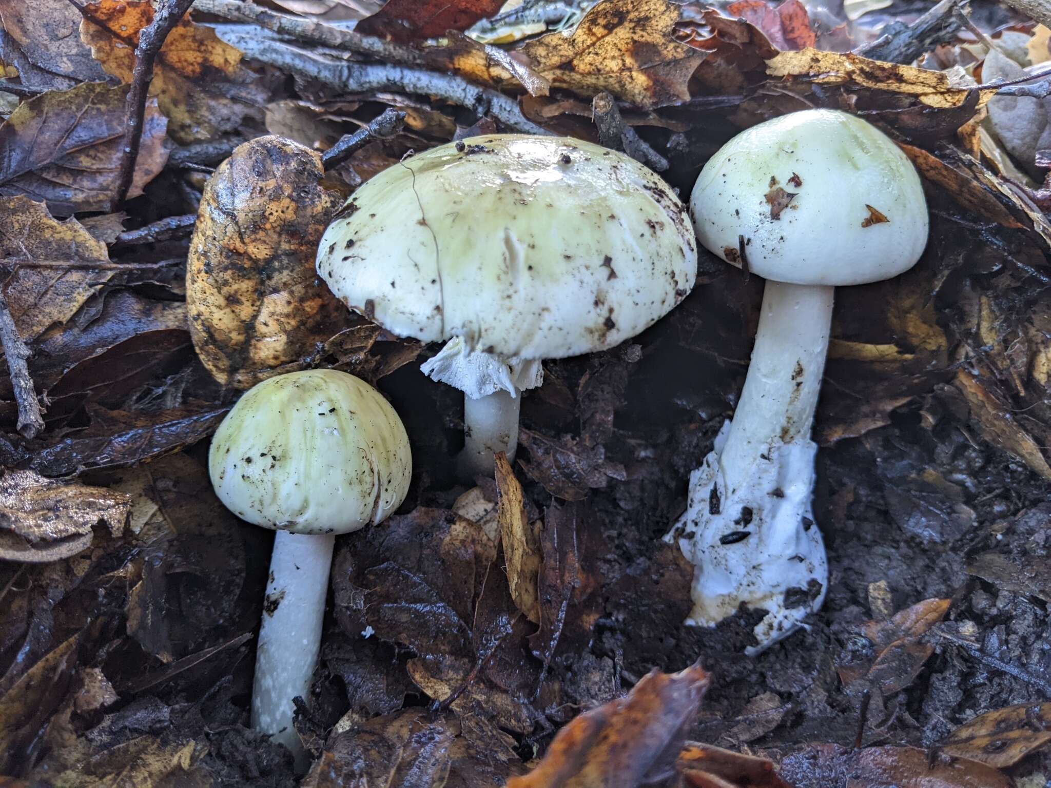 Image of Death cap