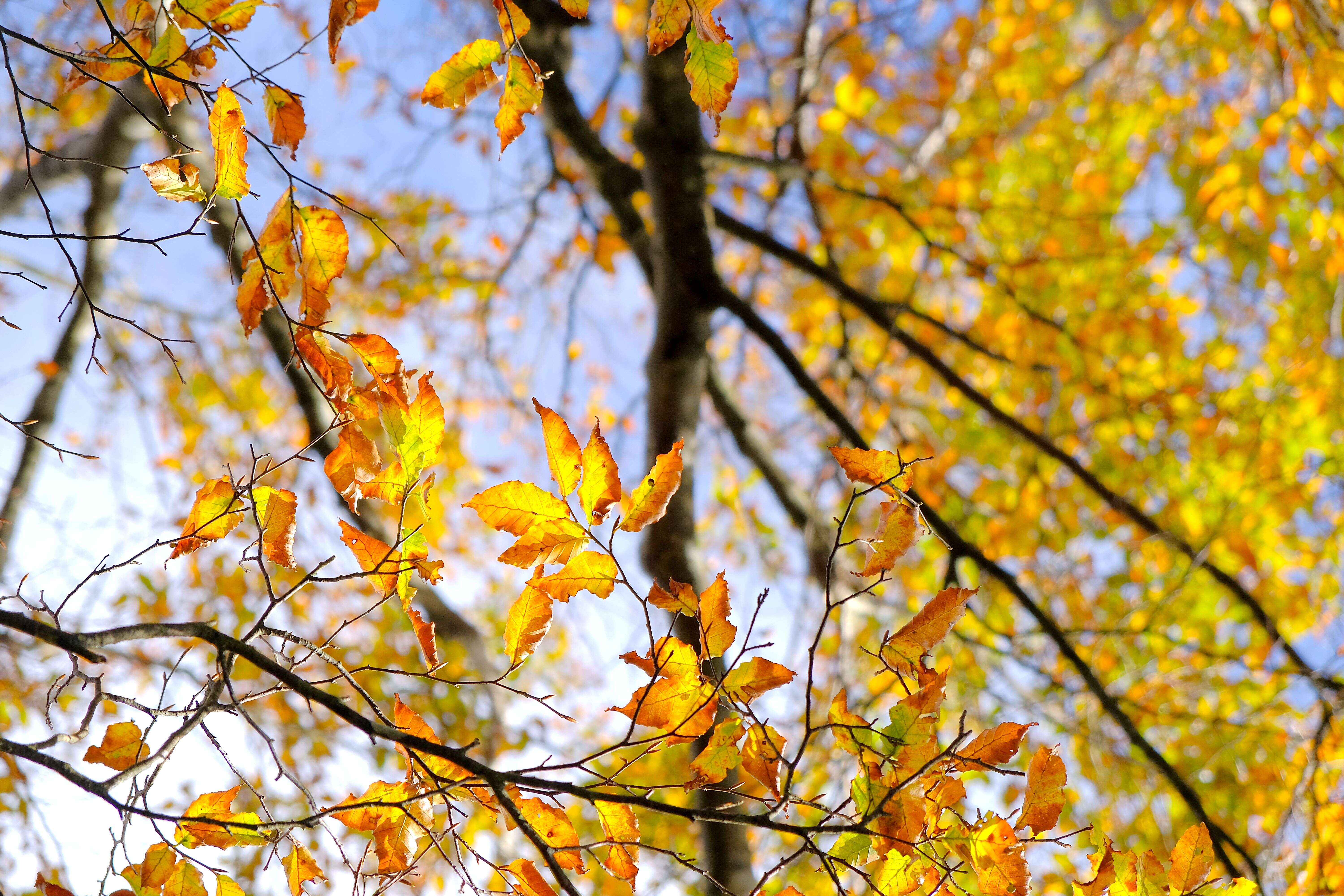 Image of Fagus hayatae Palib. ex Hayata