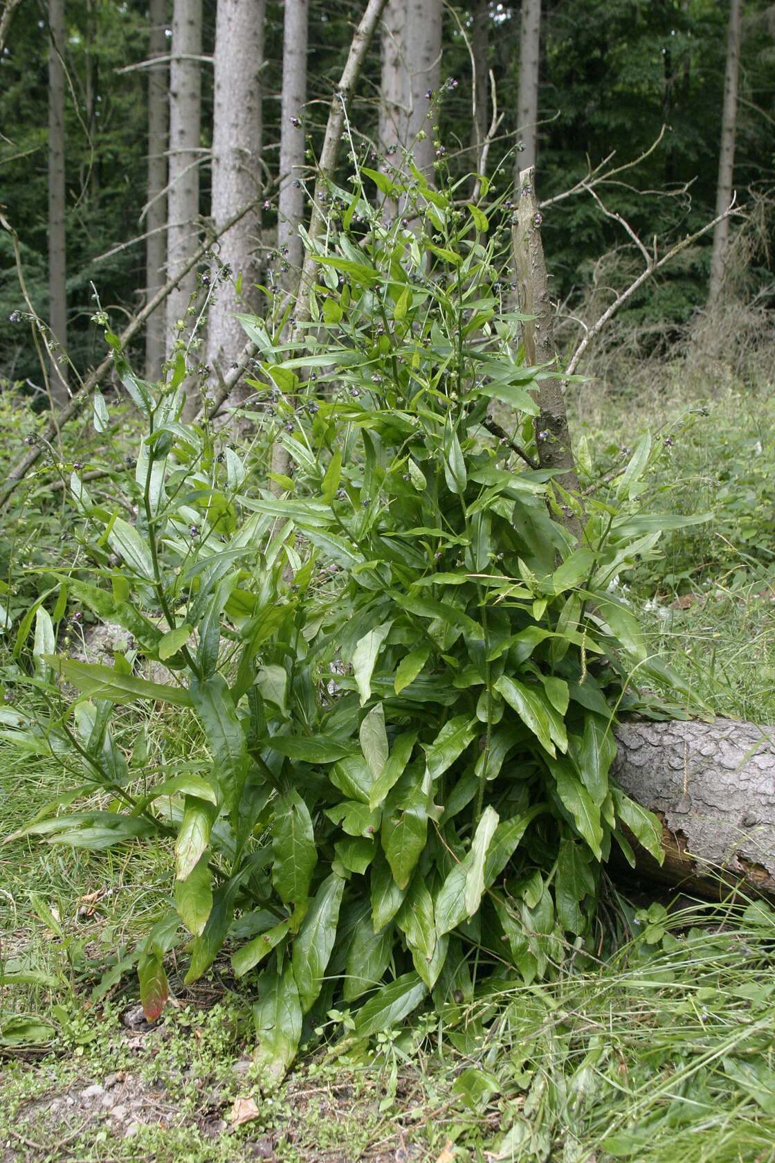 Image of Green Hound's-tongue