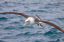 Image of White-capped Albatross