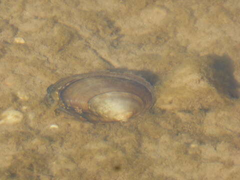 Image of Painter's Mussel