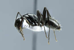 Image of Camponotus vagus (Scopoli 1763)