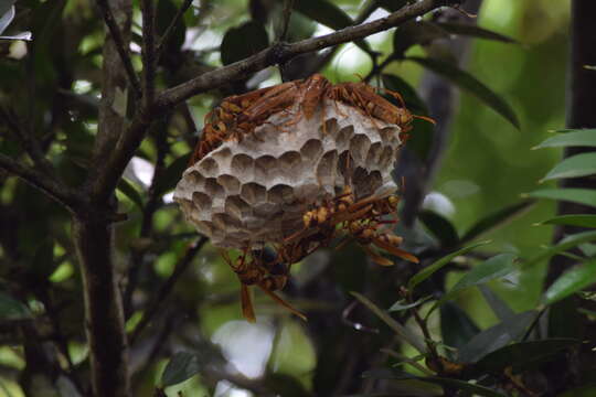 Image of Wasp