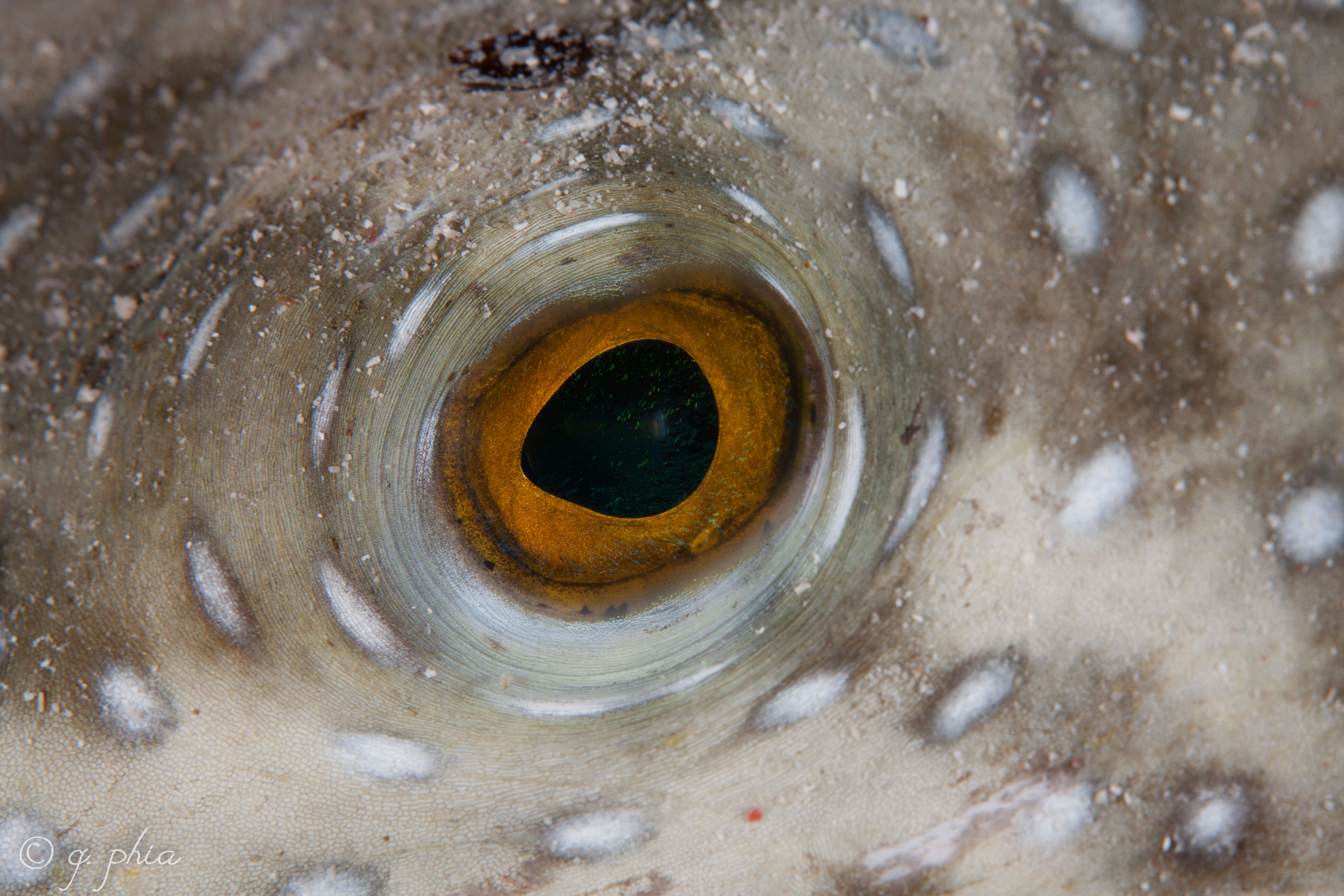 Image of Broadbarred Toadfish