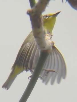 Image of Swinhoe's White-eye