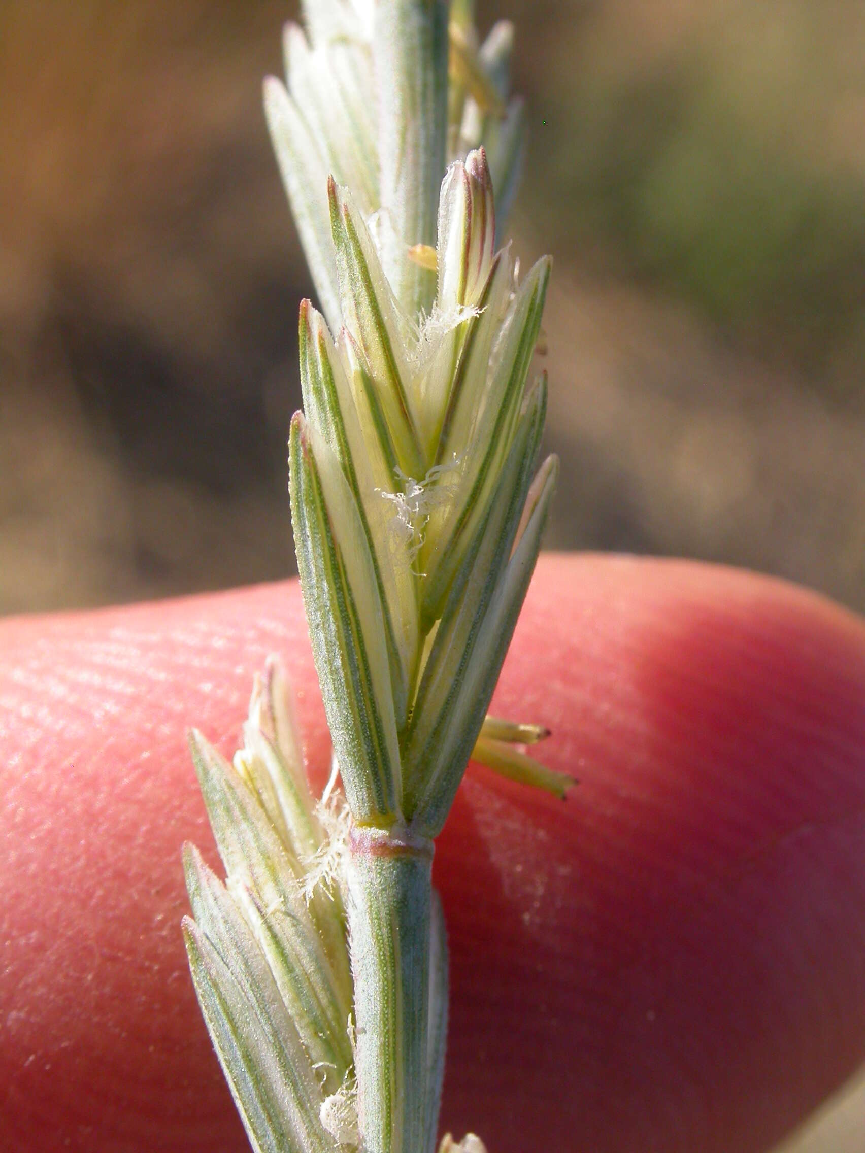 Image of intermediate wheatgrass