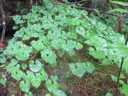 Imagem de Maianthemum dilatatum (Alph. Wood) A. Nelson & J. F. Macbr.