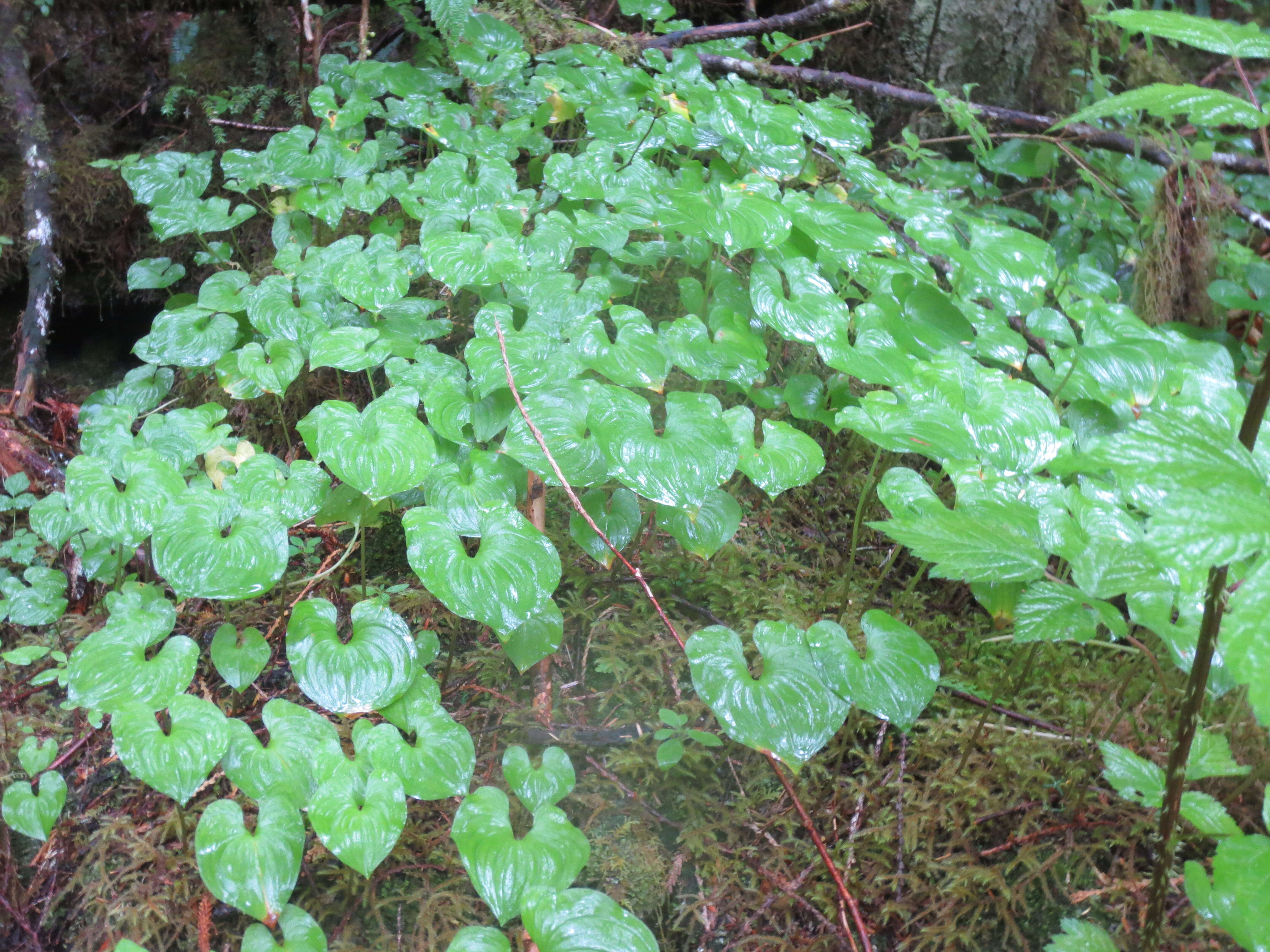 Imagem de Maianthemum dilatatum (Alph. Wood) A. Nelson & J. F. Macbr.