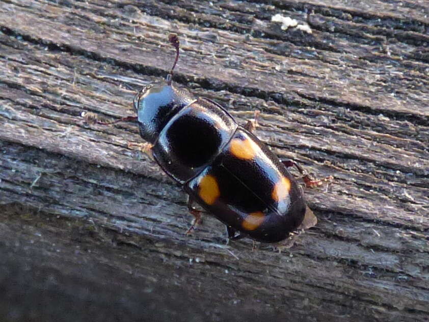 Image of Glischrochilus hortensis