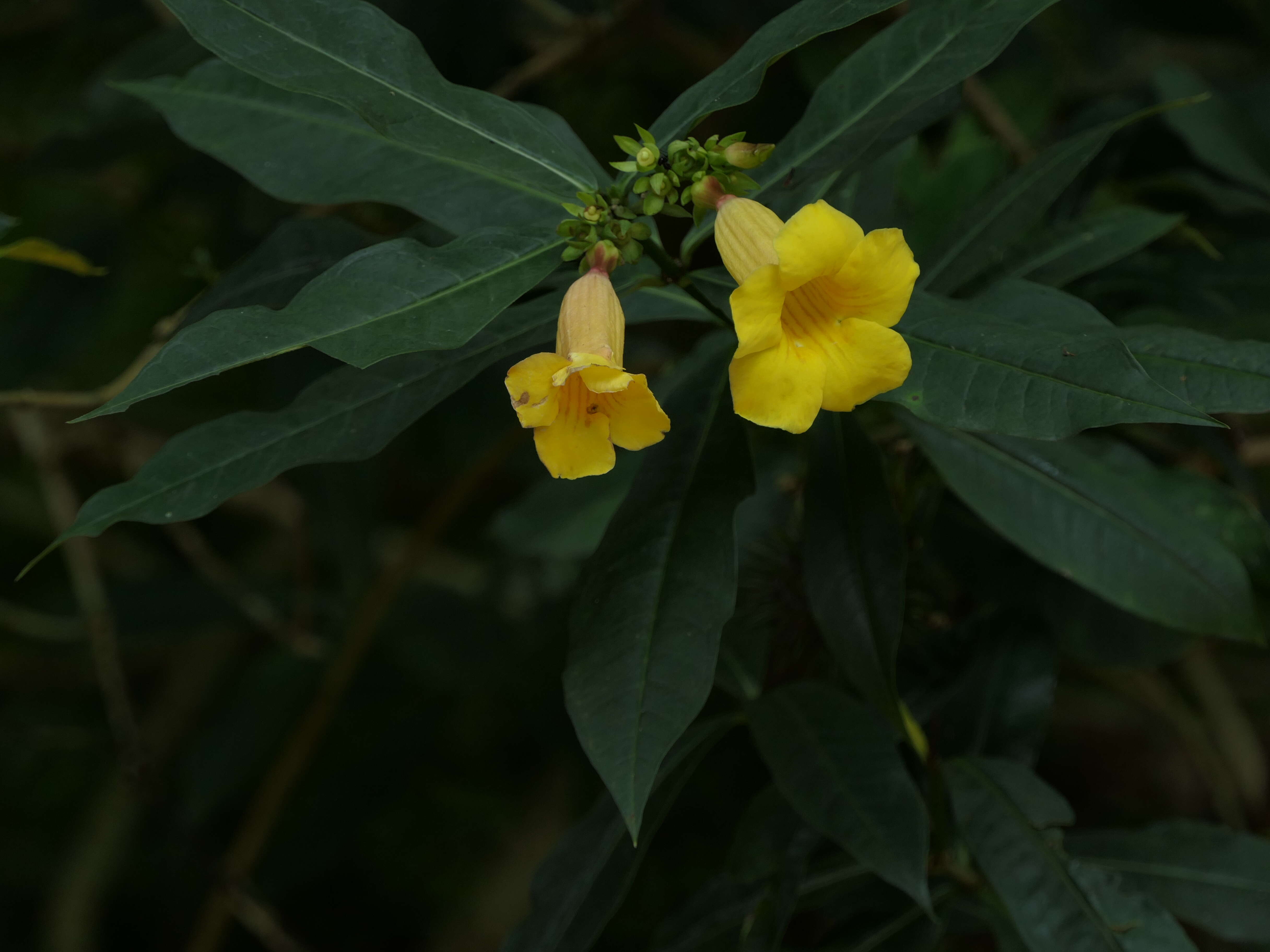 Image of golden trumpet