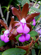 Imagem de Cattleya bicolor Lindl.