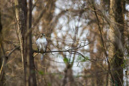 Image of Red-tailed Hawk