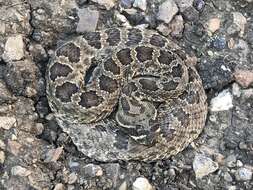 Image of Prairie Rattlesnake