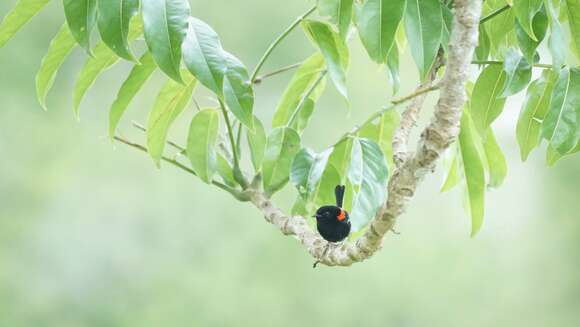 Image of Red-backed Fairy-wren