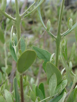 Image of olive tree