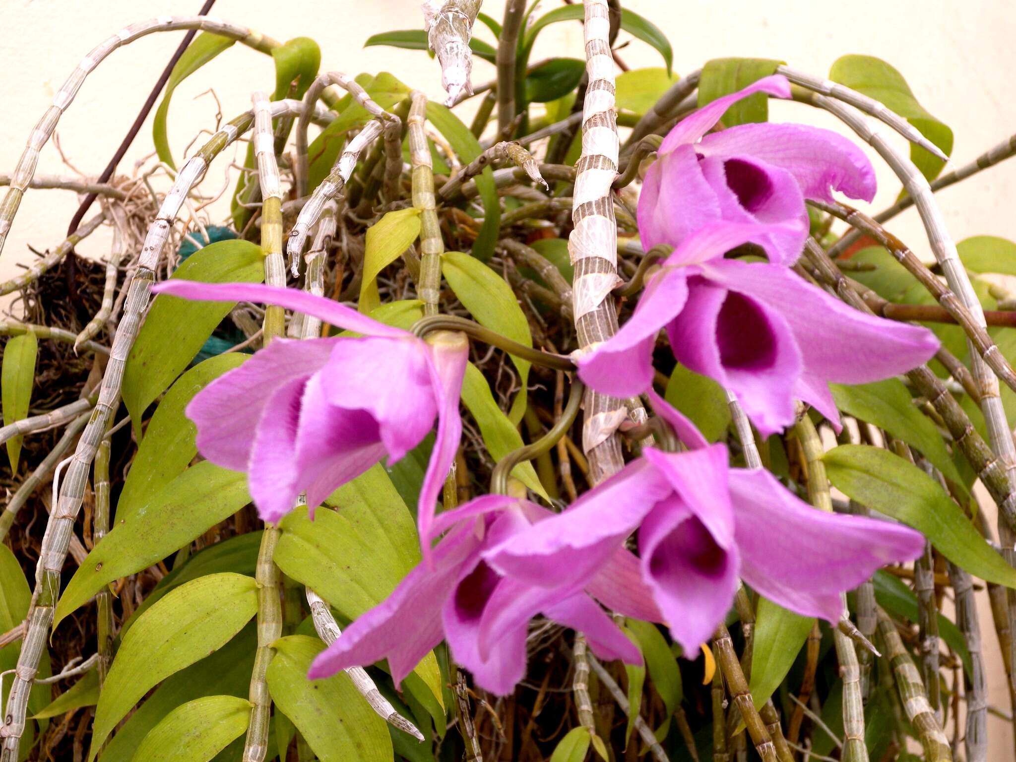 Plancia ëd Dendrobium anosmum Lindl.