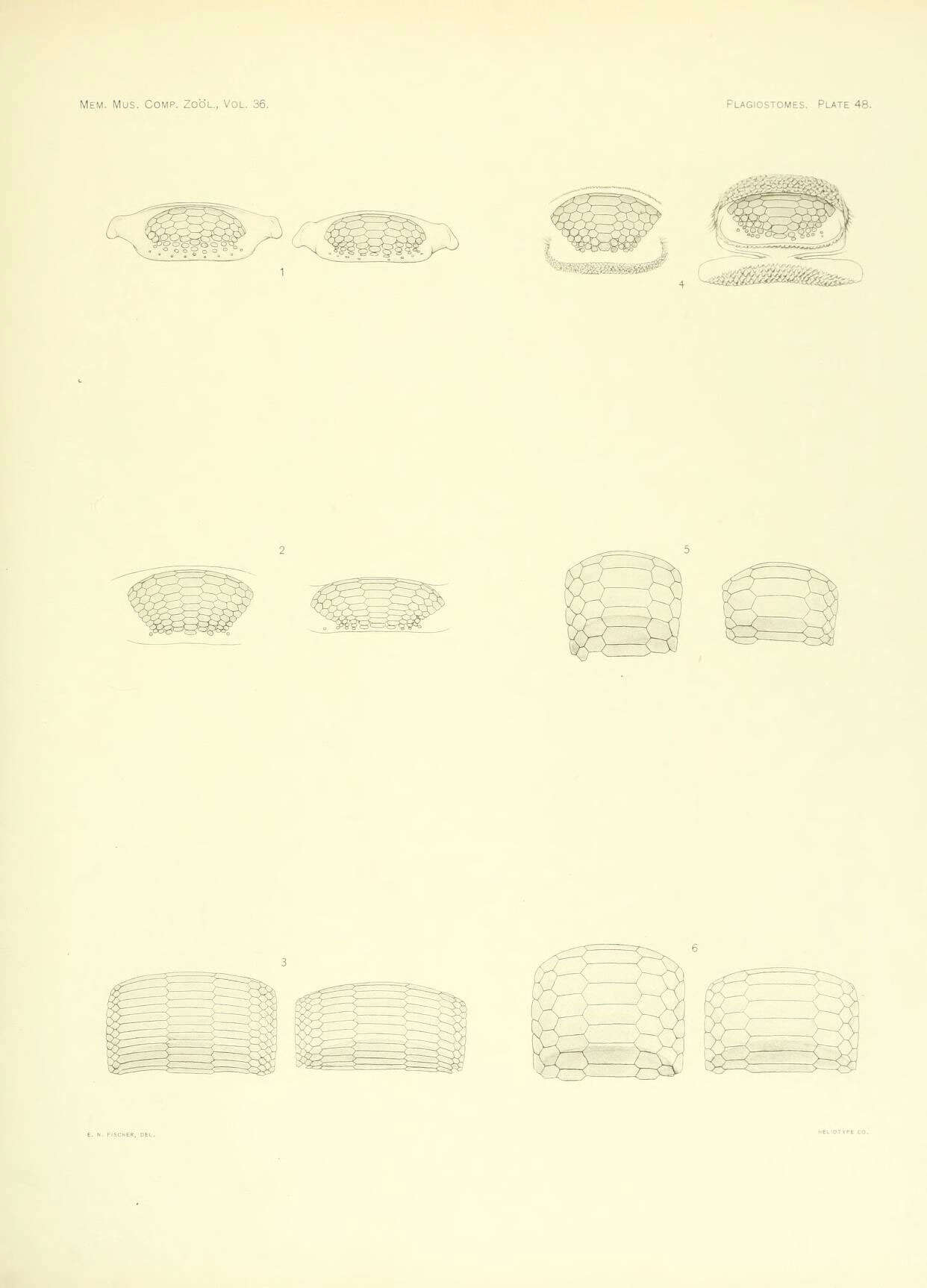 Слика од Rhinoptera