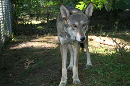 Image of Red wolf