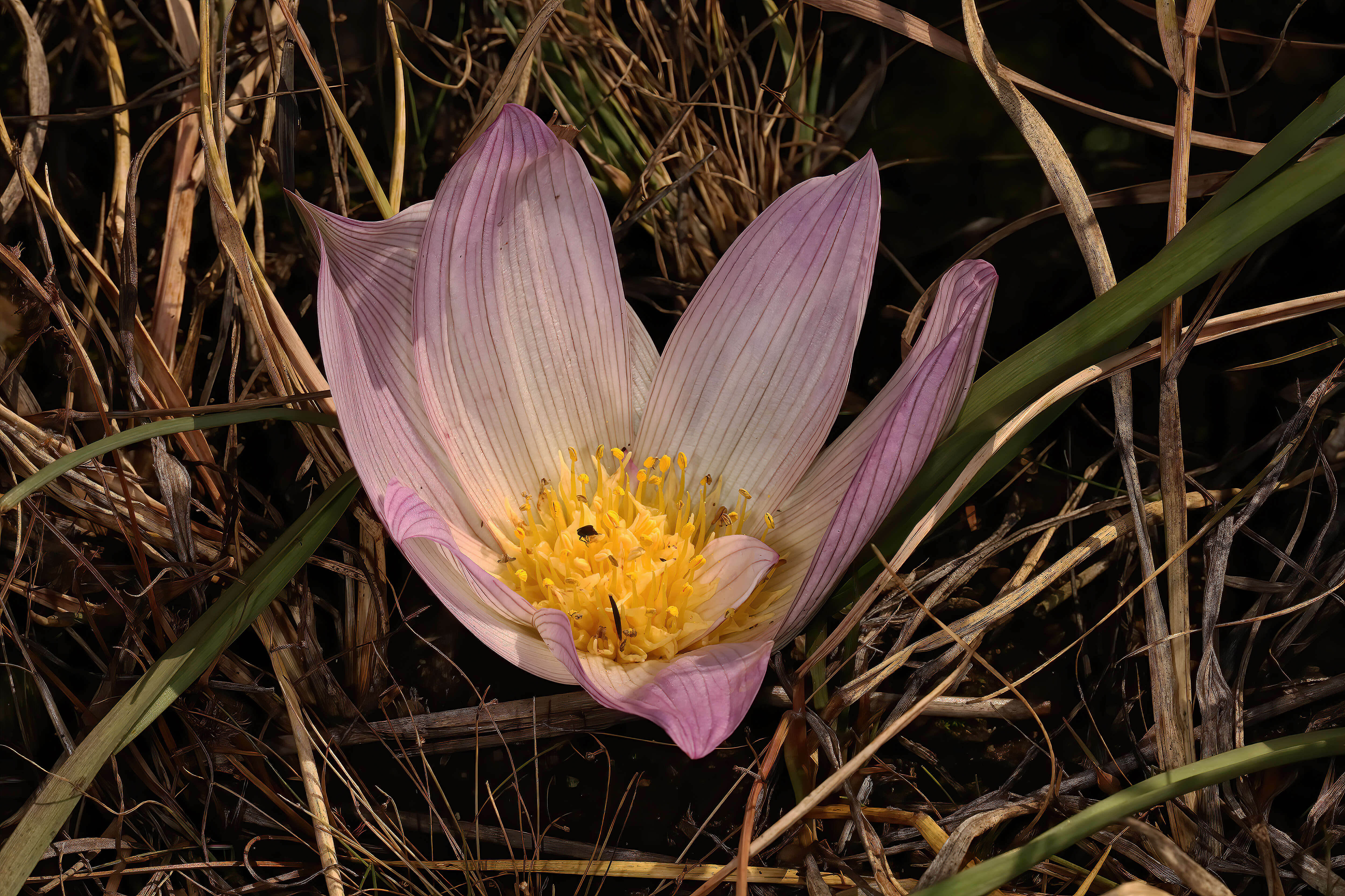 Image of Androcymbium melanthioides Willd.