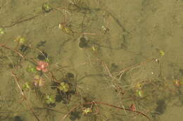 Plancia ëd Marsilea quadrifolia L.