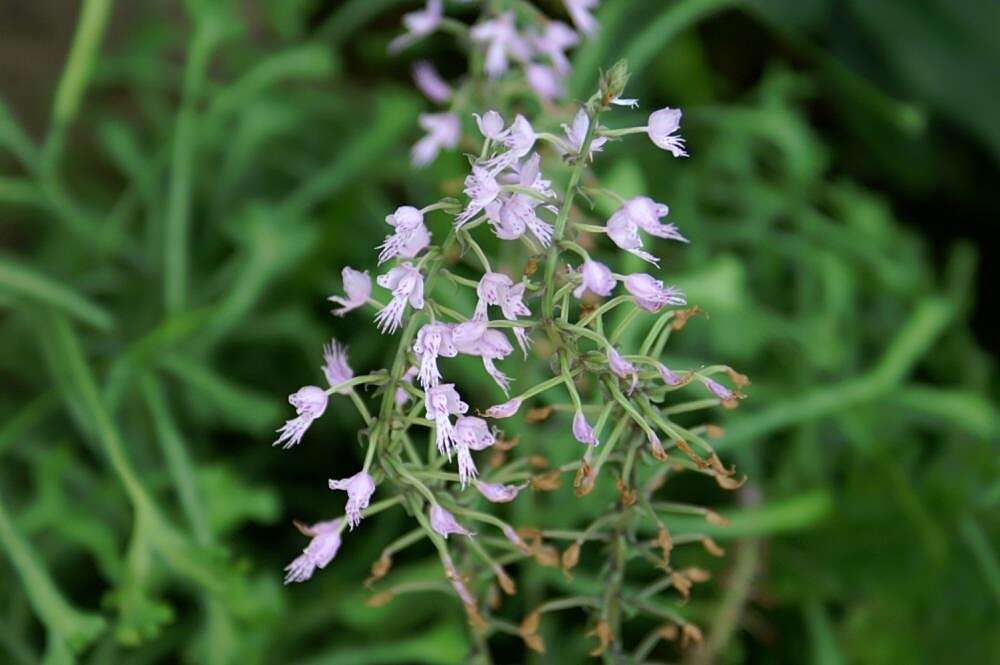 Image of Stenoglottis longifolia Hook. fil.