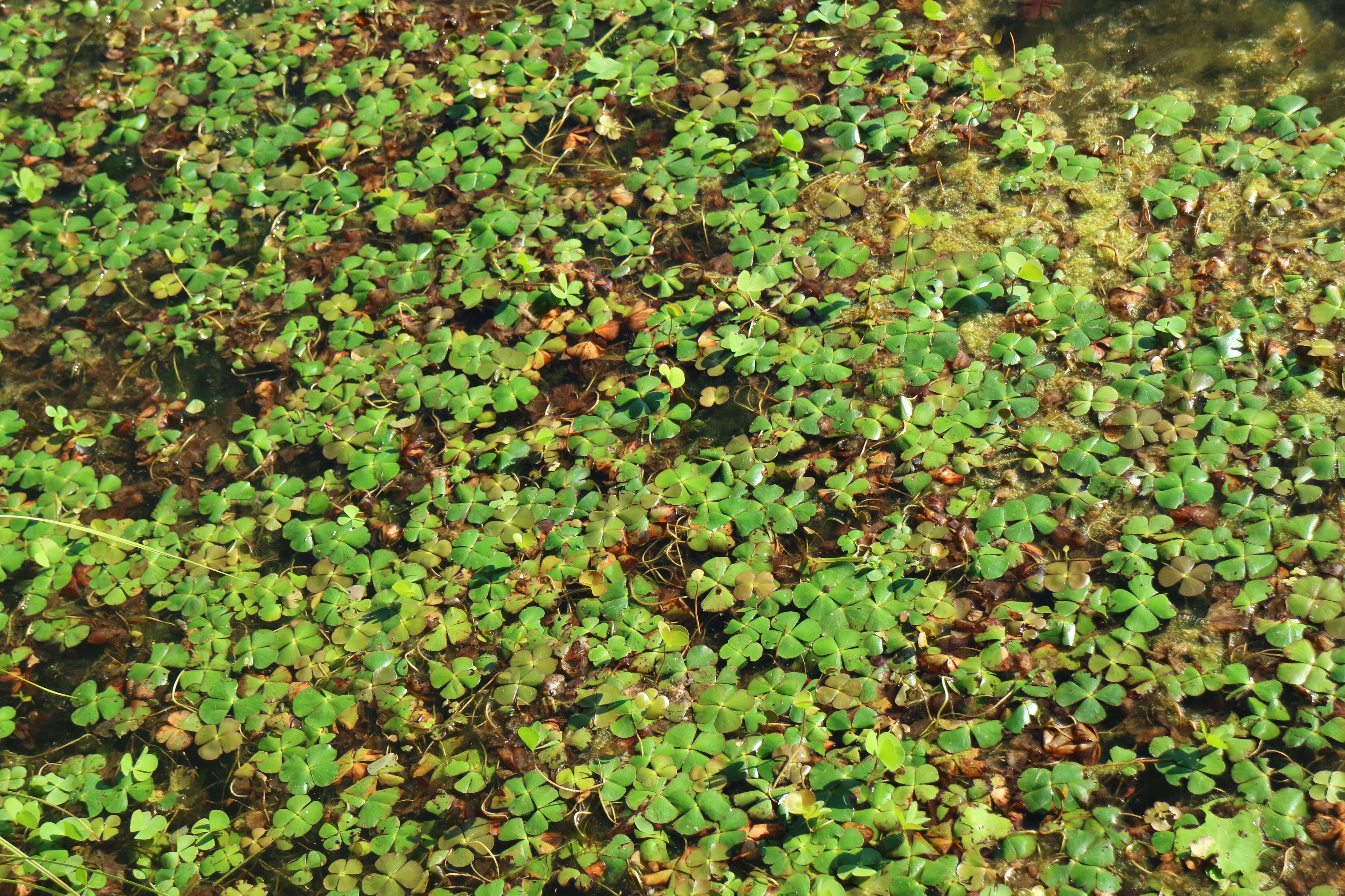 Plancia ëd Marsilea quadrifolia L.