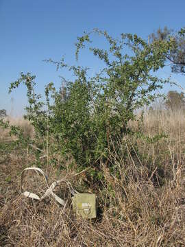 Image of African boxthorn