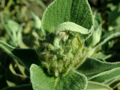 Image of shrubby Jerusalem sage