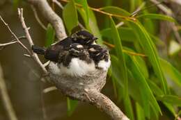 Image of Willie Wagtail