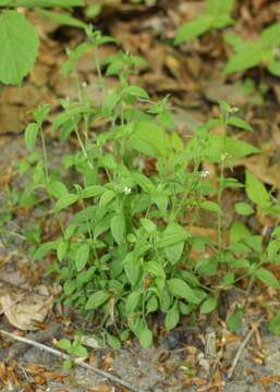 Слика од Moehringia trinervia (L.) Clairv.