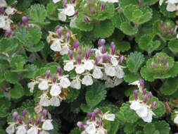 Слика од Teucrium pyrenaicum L.