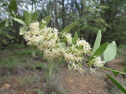 Image of Psydrax oleifolia (Hook.) S. T. Reynolds & R. J. F. Hend.