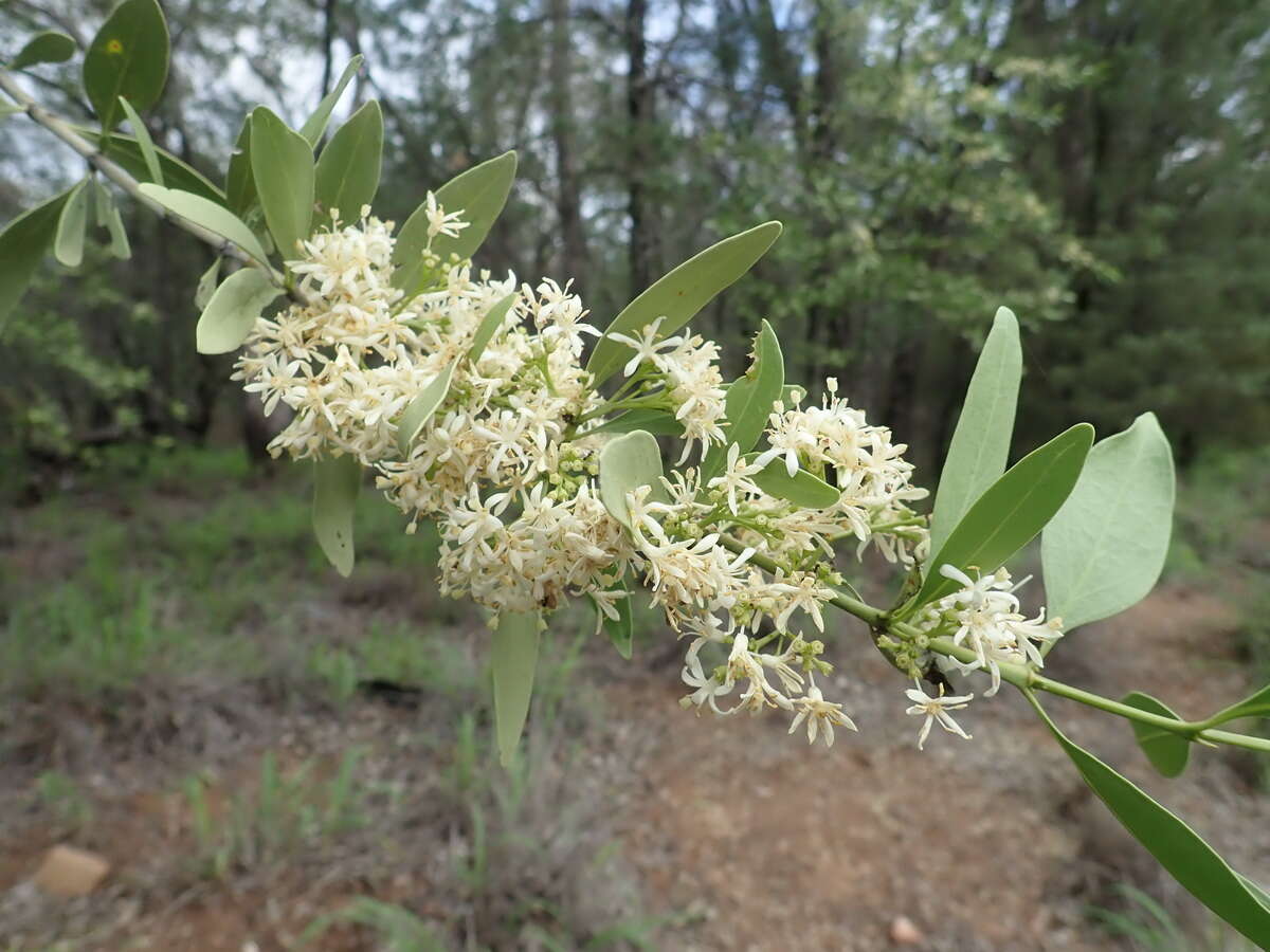 Image of Psydrax oleifolia (Hook.) S. T. Reynolds & R. J. F. Hend.