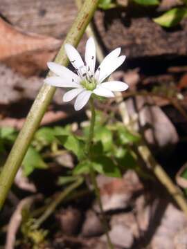 Image of Stellaria flaccida Hook.