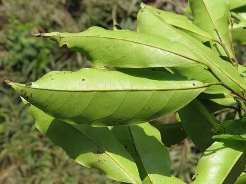 Image de Diospyros ebenum J. Koenig ex Retz.