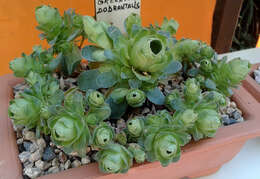 Imagem de Aeonium dodrantale