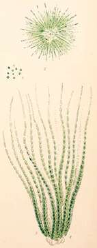 Image of Rivularia C. Agardh ex Bornet & Flahault 1886