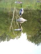 Image of Great Blue Heron