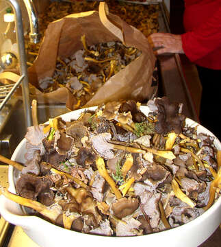 Image of Funnel Chanterelle