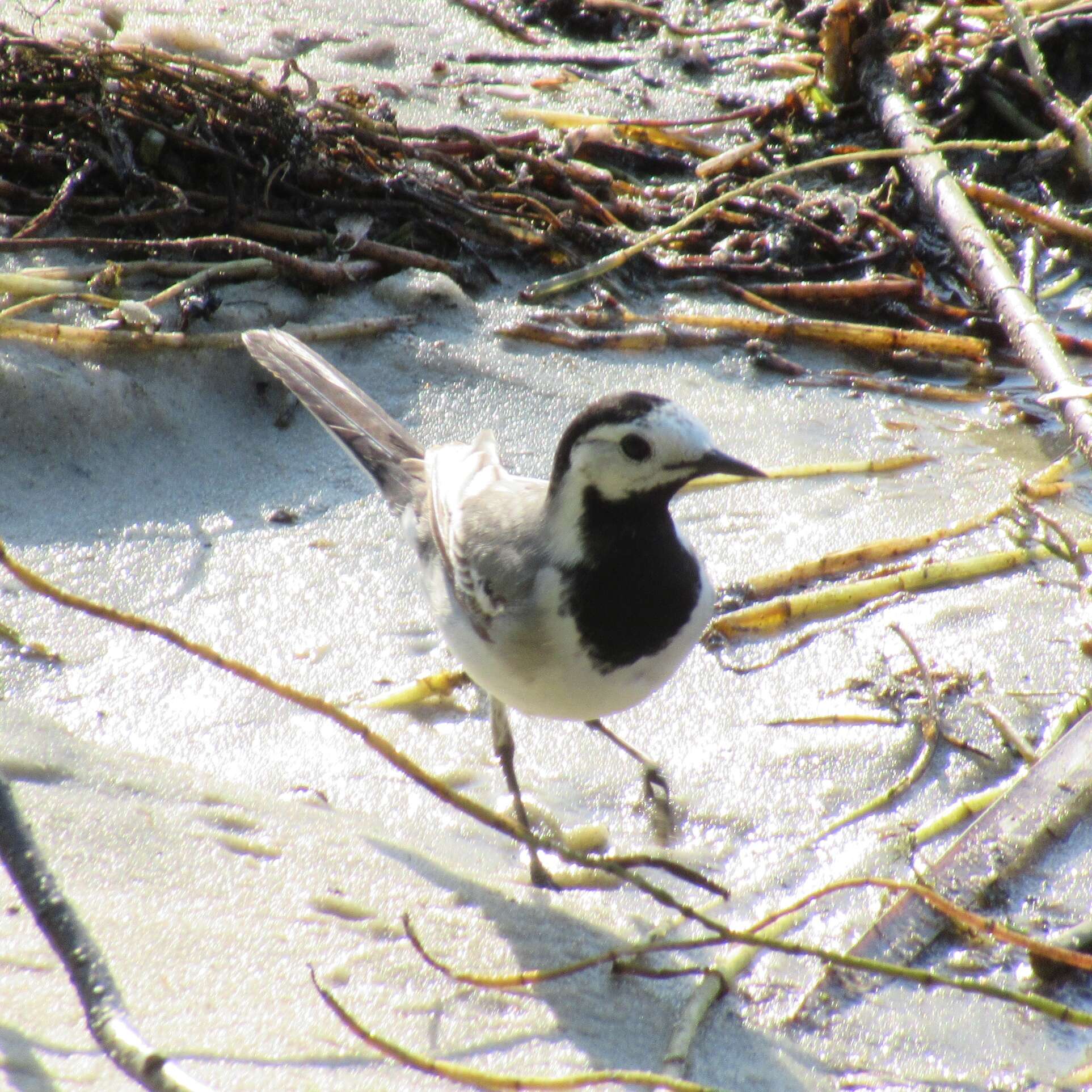 Image of Pied Wagtail and White Wagtail