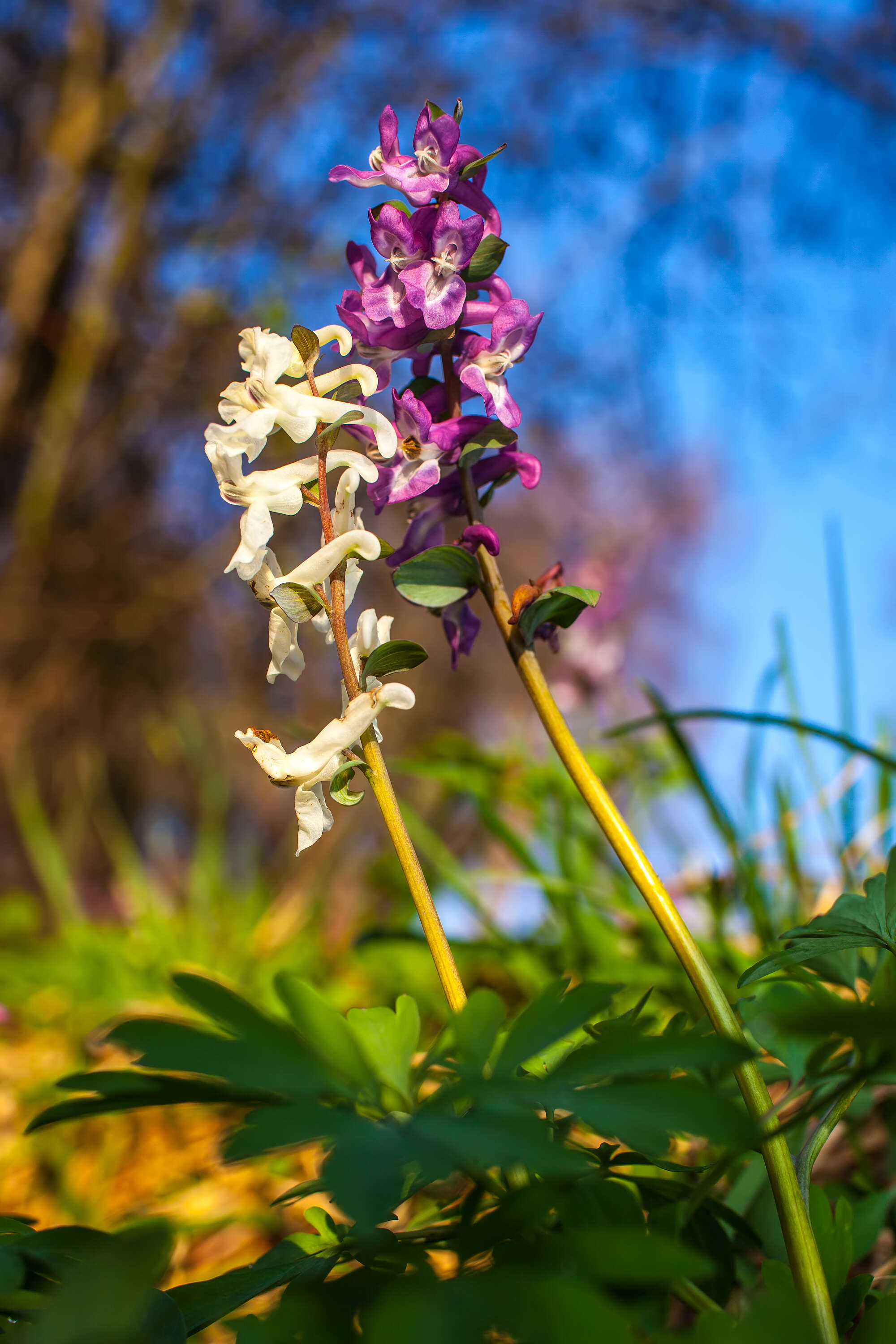 Слика од Corydalis cava (L.) Schweigger & Koerte