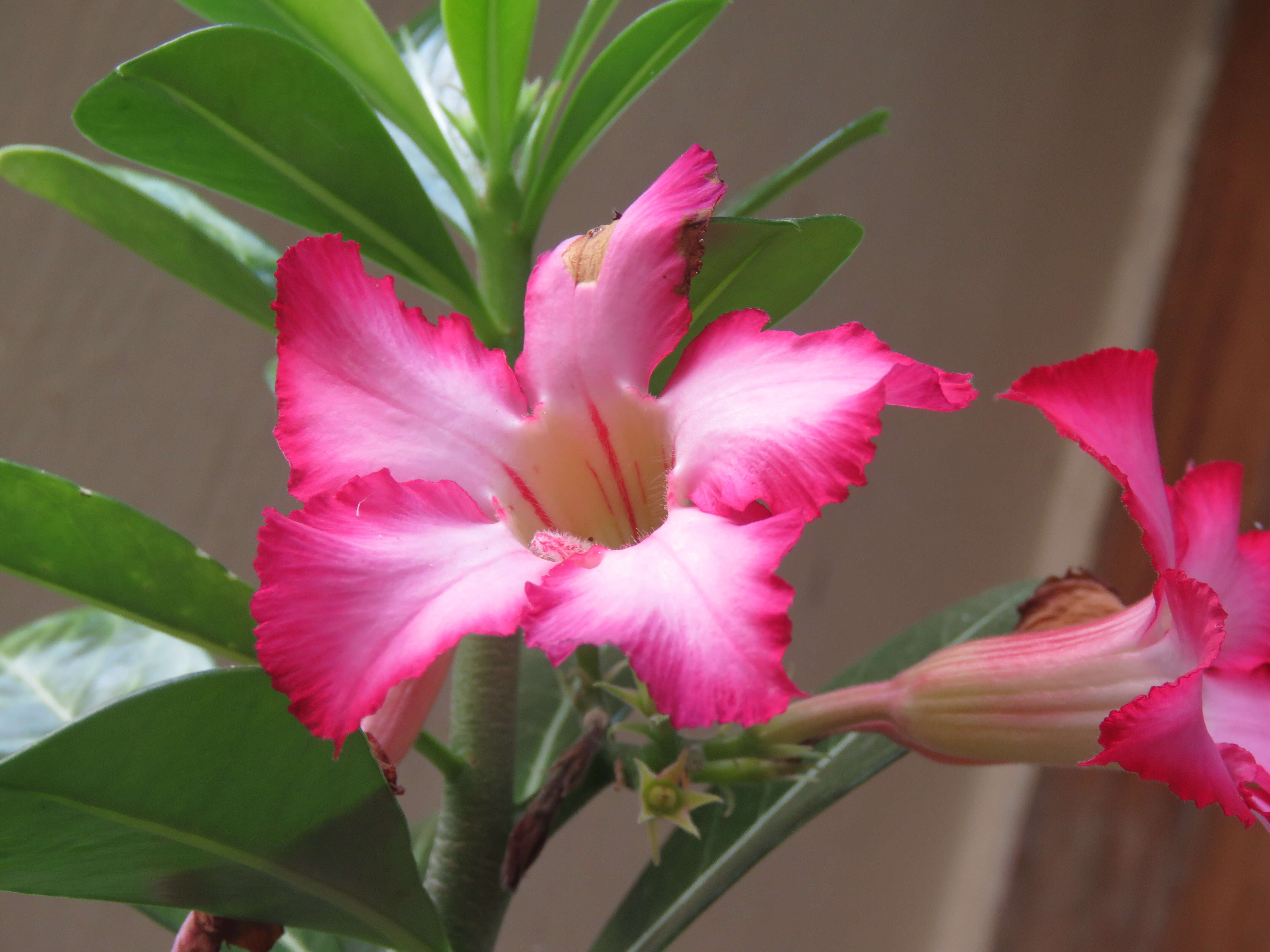 Image of Desert Rose