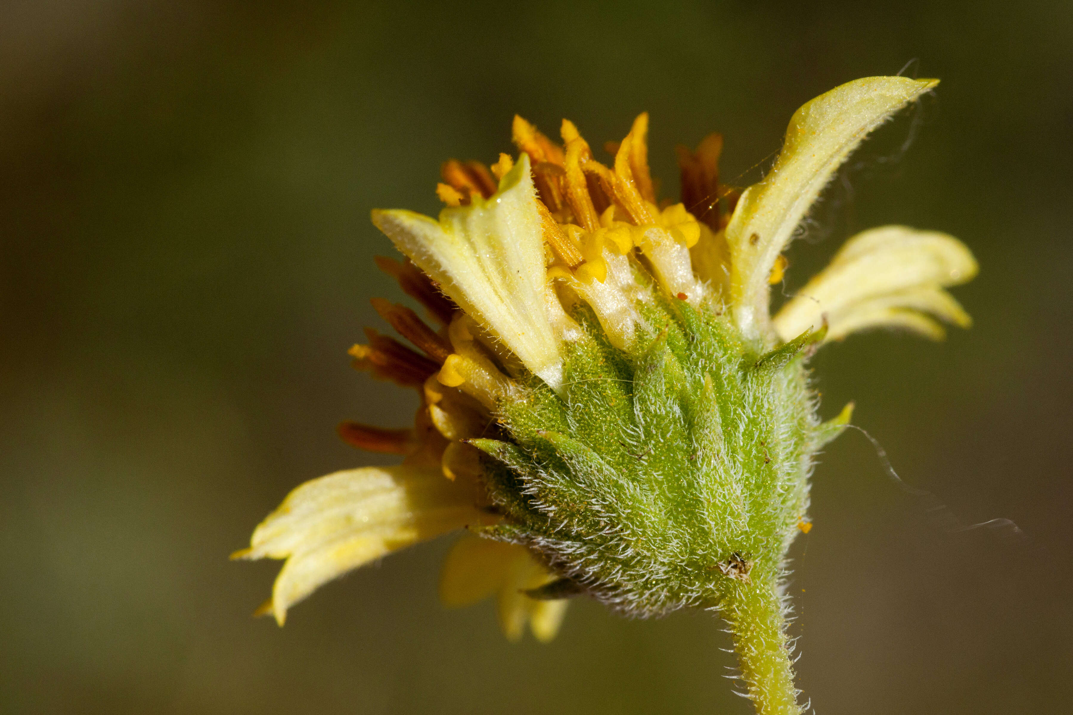 Sivun Encelia virginensis A. Nels. kuva