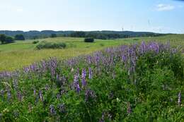 Image of Fine-leaf vetch