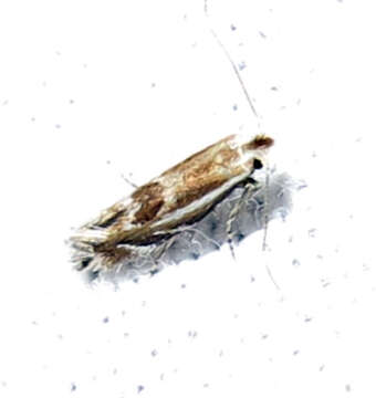 Image of Bucculatrix angustata Frey & Boll 1876