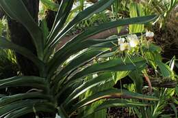 Image of Ivory Angraecum