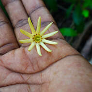 Image of Oriental mangrove