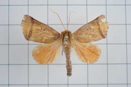 Image of Carea varipes Walker 1856